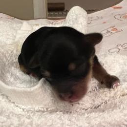 Lime green - Black and tan female Havapoo puppy in Arlington, Washington from Havanese With Love Breeding Co.