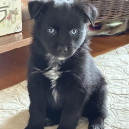 Emily - Black & white female Australian Shepherd puppy in Flemington, New Jersey from Aislin Fields