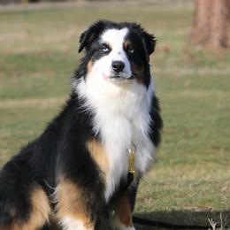 Buddy - Black tri male Miniature Australian Shepherd puppy in Elgin, Oregon from LongMile Aussies