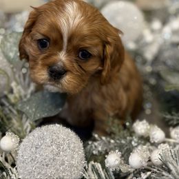 Flynn Ryder - Ruby male Cavalier King Charles Spaniel puppy in Salina, Utah from Corner house cavaliers