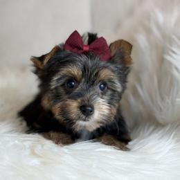 Avery - Black and tan female Yorkshire Terrier puppy in Hardin, Texas from Katrinas puppies