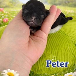 Peter - Black and tan male Shih Tzu puppy in Connersville, Indiana from Royal Blossom Shihtzus