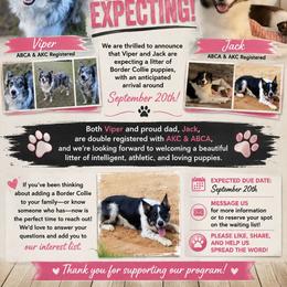 Border Collie puppies from DiCola Farm