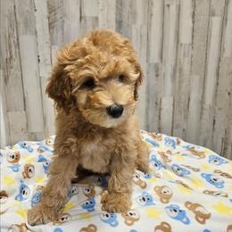 Fro - Cream male Goldendoodle puppy in Flat Rock, North Carolina from Sukisdoodles