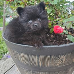 Girl 1 - Black Pomeranian puppy in Tulsa County, Oklahoma from CP Kennels