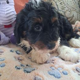 Memphis - Tri-color male Bernedoodle puppy in Clermont, Florida from Sammy's Puppies
