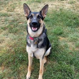 German Shepherd All Grown Up from Legacy German Shepherds
