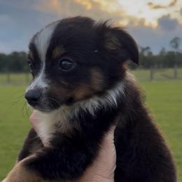 Dane - Black tri male Toy Australian Shepherd puppy in Ambrose, Georgia from Brandilyn's Aussies