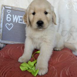 Mr. Limee - Light golden male Golden Retriever puppy in Tonasket, Washington from Hailey’s Goldens