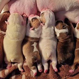 Bulldogs from Exact Classic Bulldogs