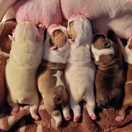 Bulldogs from Exact Classic Bulldogs