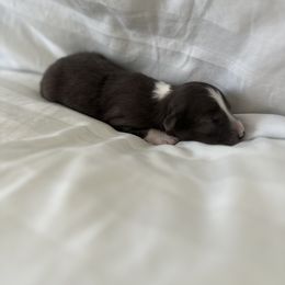 Australian Shepherd Puppies from William Vey
