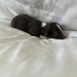 Australian Shepherd Puppies from William Vey
