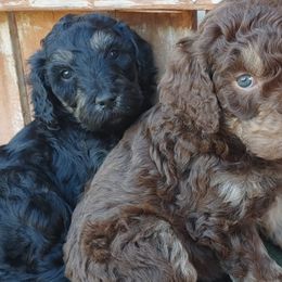Goldendoodles from Meadow Brook Doodles