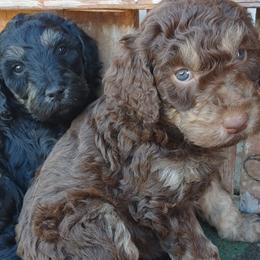 Goldendoodles from Meadow Brook Doodles