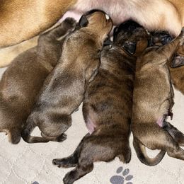 Boxer Puppies from Von Royal Dell’Infinite