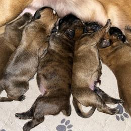 Boxer Puppies from Von Royal Dell’Infinite