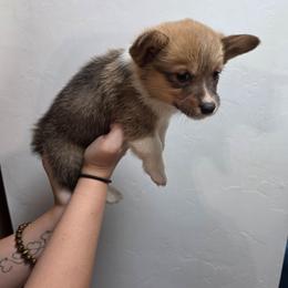 Belle - Sable female Pembroke Welsh Corgi puppy in Tucson, Arizona from D-S Ranch Corgis