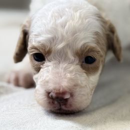 Stone - White male Cavapoo puppy in Ville Platte, Louisiana from The Barkery
