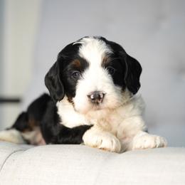 Teddy - Tri-color male Bernedoodle puppy in Spokane, Washington from Lilac City Doodles