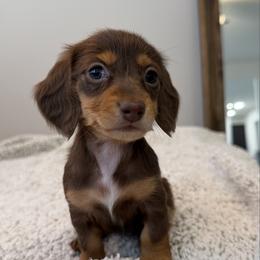 Oliver - Chocolate and tan male Dachshund puppy in Lawrenceville, Georgia from Chivi Paws