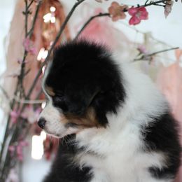 Australian Shepherd Puppies from Cloverdale Australian Shepherds