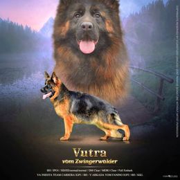 Vutra - German Shepherd