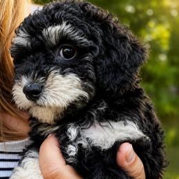 Prince - Phantom male Poodle puppy in Chattanooga, Tennessee from Joy-Fur Puppies