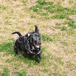 Jett - Black Dachshund puppy in Milford, Utah from Rockindachs