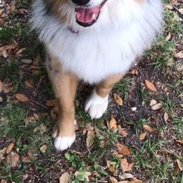 Australian Shepherd Puppies from Soggy Bottom Farms