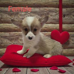 Female 1 - Red female Pembroke Welsh Corgi puppy in Unicoi, Tennessee from East Tennessee Clark Corgis