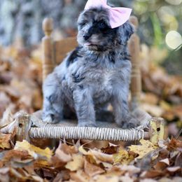 Aussiedoodle Puppies from Johnson’s Highland Pride Aussiedoodles