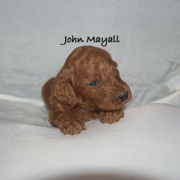 Poodle Puppies from Poodle Majesty