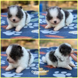 Blue White Parti - Blue parti female Pomeranian puppy in Harrah, Oklahoma from Sunshines Pomeranians & Cavapoos