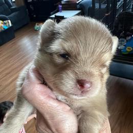 Chip - Beaver male Pomeranian puppy in Warsaw, Indiana from Purdy Pomeranian Pooches