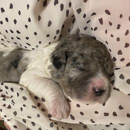 Goldendoodle Puppies from Goodyear golden doodles