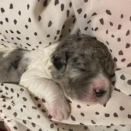 Goldendoodle Puppies from Goodyear golden doodles