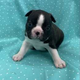 Valor - Black brindle and white male Boston Terrier puppy in Fillmore, Illinois from Wind Hill Puppies