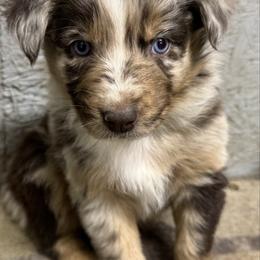 Red Merle 2-NBT - Red merle male Australian Shepherd puppy in Archie, Missouri from Beachin' Aussies