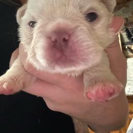 Reaper - White male French Bulldog puppy in Coatesville, Pennsylvania from The Chipper Frenchie