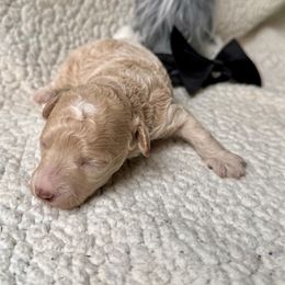 Poodles from NanaPoppins