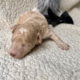 Poodles from NanaPoppins