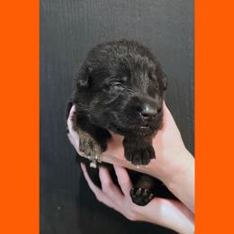Boy 3 - Bi-color male German Shepherd puppy in Maricopa, Arizona from Royalty German Shepherds
