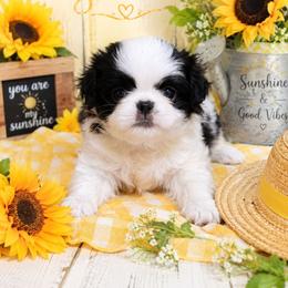 Black Girl (orange) - Black and white female Japanese Chin puppy in Tulsa, Oklahoma from Locust Creek Pugs & Japanese Chin's