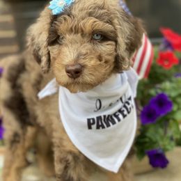 Aussiedoodle and Bernedoodle Puppies from Rowe Farms Aussiedoodles