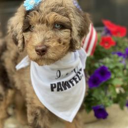 Aussiedoodle and Bernedoodle Puppies from Rowe Farms Aussiedoodles