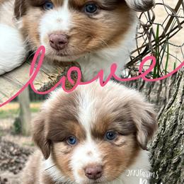 (5) Wishbone - Red merle female Miniature Australian Shepherd puppy in Huntington, Texas from JKKJ Farms