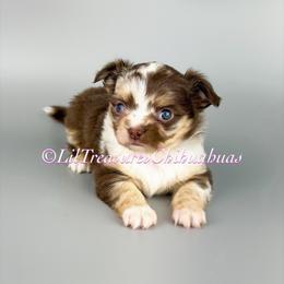 Kilby - Merle female Chihuahua puppy in Anderson, South Carolina from Lil Treasures Chihuahuas