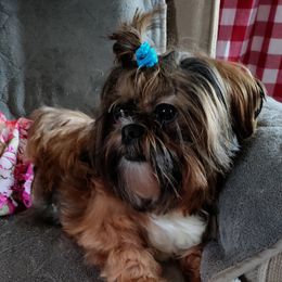 Lilli - Shih Tzu