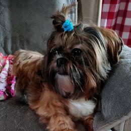 Lilli - Shih Tzu